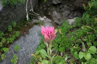 Magenta Paintbrush